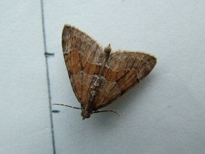 Grey Pine Carpet